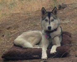 Lady jane - siberian husky dog for adoption san diego ca 2