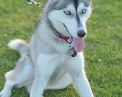 Lady jane - siberian husky dog for adoption san diego ca 2