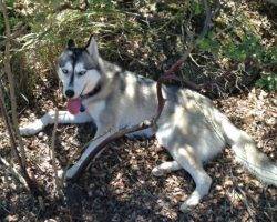 Lady jane - siberian husky dog for adoption san diego ca 2
