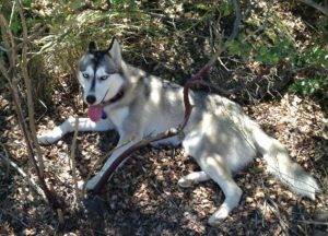 Lady jane - siberian husky dog for adoption san diego ca 2