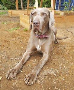 4 yo female weimaraner great dane mix dog for adoption near seattle victoria – adopt lady today