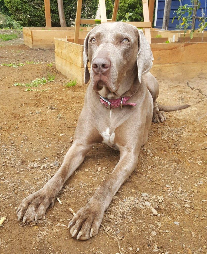 Lady - great dane weimaraner mix dog for adoption near seattle victoria