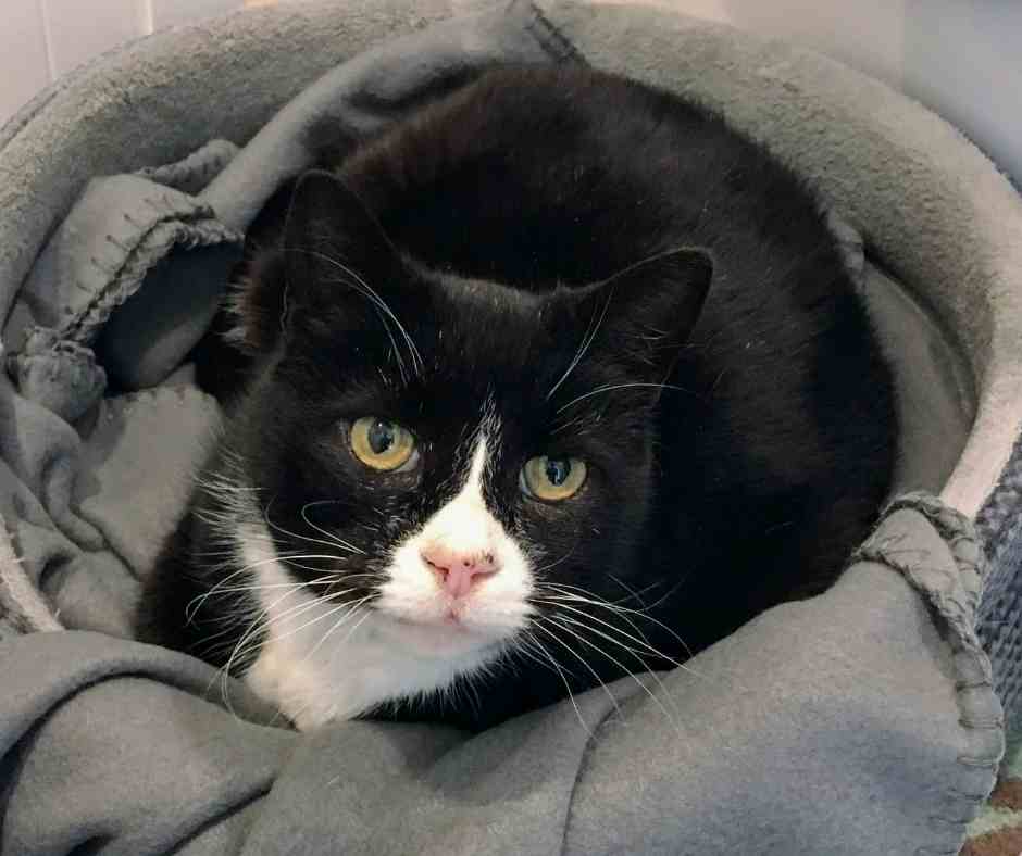 Adorable Black and White Tuxedo Cat For Adoption Carrollton GA Adopt