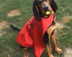 Laney Purebred Bloodhound For Adoption Apex North Carolina