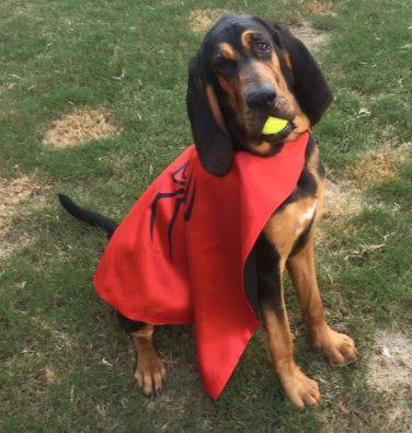 Laney purebred bloodhound for adoption apex north carolina