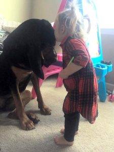 Laney Purebred Bloodhound For Adoption Apex North Carolina
