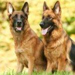 photo of a pair of large breed dogs - german shepherds