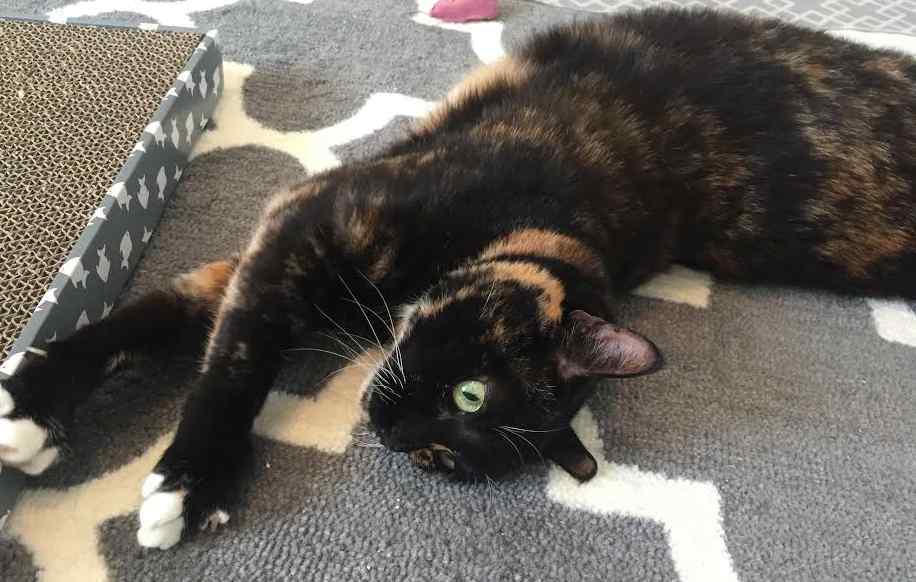 Tortoiseshell (tortie) cat for private adoption in san diego california - adopt lovely laurel
