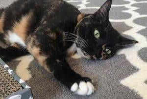 Laurel tortoiseshell tortie cat for adoption in san diego