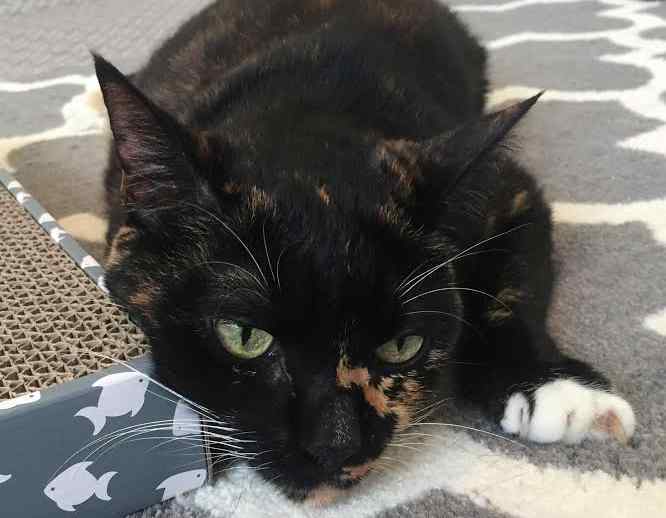 Tortoiseshell (tortie) cat for private adoption in san diego california - adopt lovely laurel