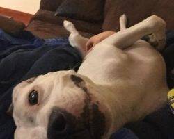 Layla - american pit bull terrier pitbull for adoption near seattle 3