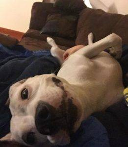 Layla - american pit bull terrier pitbull for adoption near seattle 3