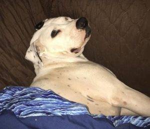 Layla - american pit bull terrier pitbull for adoption near seattle 3
