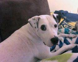 Layla - american pit bull terrier pitbull for adoption near seattle 3