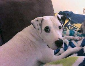 Gorgeous f american pitbull terrier for adoption near seattle wa – adopt lovely layla today