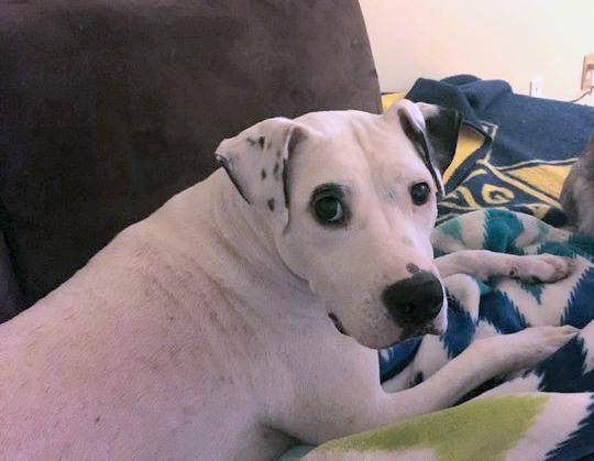 Layla - American Pit Bull Terrier Pitbull for Adoption Near Seattle 3