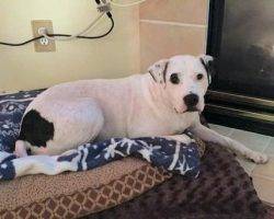 Layla - american pit bull terrier pitbull for adoption near seattle 3