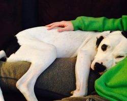 Layla - american pit bull terrier pitbull for adoption near seattle 3