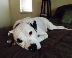 Layla - american pit bull terrier pitbull for adoption near seattle 3