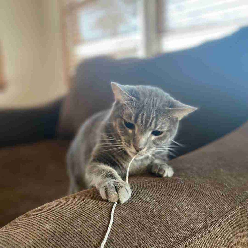 Layla Brown Tabby Cat For Adoption in Pensacola FL
