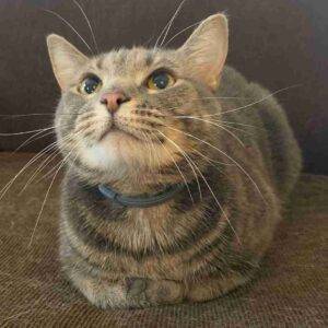 Lovely brown tabby cat for adoption in pensacola florida – supplies included – adopt layla