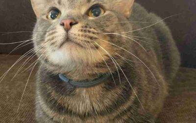 Lovely brown tabby cat for adoption in pensacola florida – supplies included – adopt layla