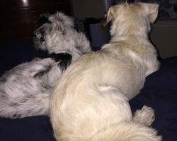 Layla dachshund cairn terrier mix for adoption frisco dallas fort worth tx