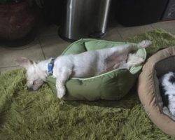 Layla dachshund cairn terrier mix for adoption frisco dallas fort worth tx