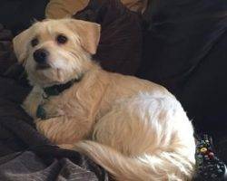 Layla dachshund cairn terrier mix for adoption frisco dallas fort worth tx