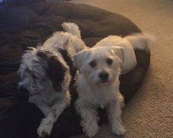 Layla dachshund cairn terrier mix for adoption frisco dallas fort worth tx