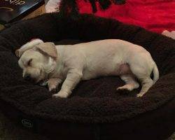 Layla dachshund cairn terrier mix for adoption frisco dallas fort worth tx
