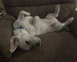 Layla dachshund cairn terrier mix for adoption frisco dallas fort worth tx