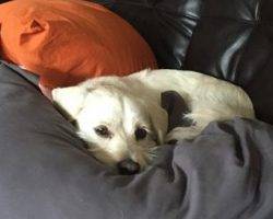 Layla dachshund cairn terrier mix for adoption frisco dallas fort worth tx
