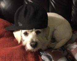 Layla dachshund cairn terrier mix for adoption frisco dallas fort worth tx