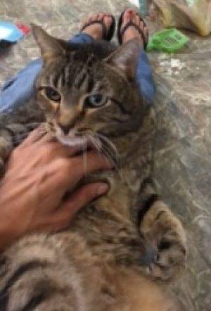 LeRoy - Senior Tabby Cat For Adoption In League City TX