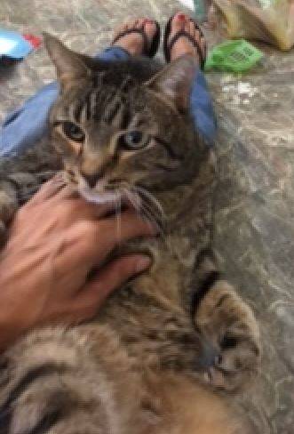 LeRoy - Senior Tabby Cat For Adoption in League City TX