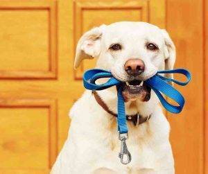 Photo Photo of a yellow lab holding a leash in his teeth sitting in front of a front door