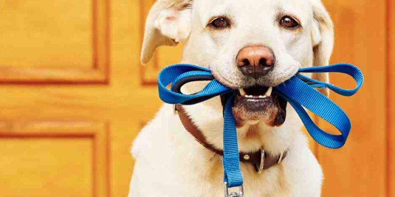Photo of a yellow lab holding a leash in his teeth sitting in front of a front door