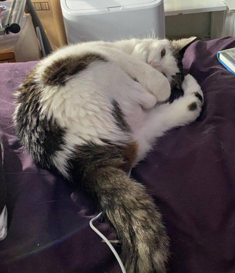 Sweet Senior Front Declawed White and Tabby Cat For Adoption in