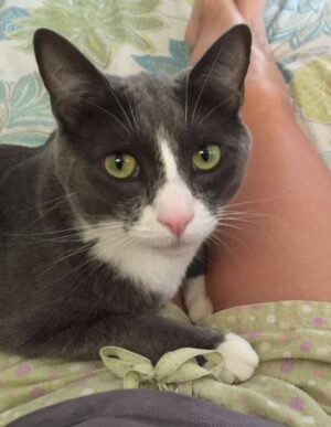 Leland - Grey And White Tuxedo Cat For Adoption Tampa Florida 2