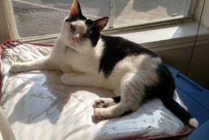 Lemmy - adorable black and white cat for adoption in houston tx