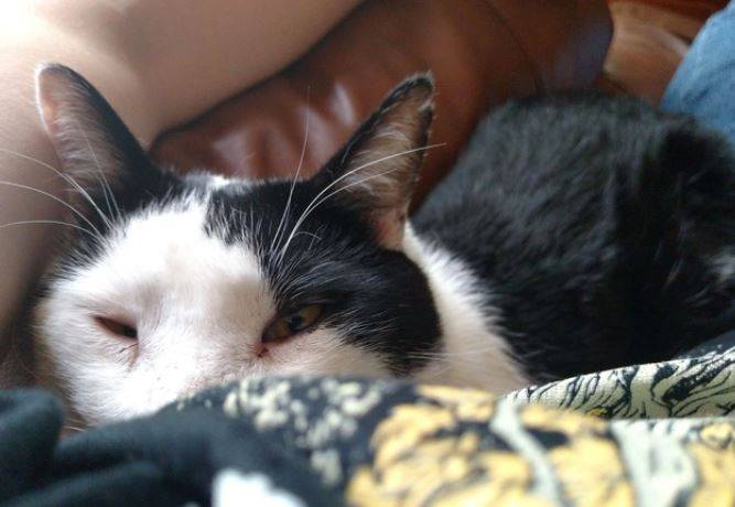 Lemmy - Adorable Black and White Cat For Adoption in Houston TX