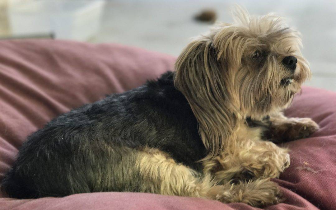 REHOMED – Los Angeles CA – Teacup Yorkshire Terrier (Yorkie) – Meet Lenny