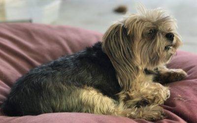 REHOMED – Los Angeles CA – Teacup Yorkshire Terrier (Yorkie) – Meet Lenny