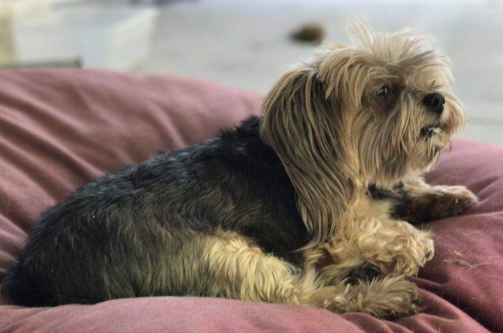 Lennie - Teacup Yorkshire Terrier Yorkie For Private Adoption in Los Angeles
