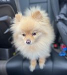 Photo Leo is standing on a car seat. He is a tiny but fluffy cream colored pomeranian dog for adoption in edmonton ab