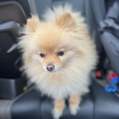 Leo is standing on a car seat. He is a tiny but fluffy cream colored Pomeranian dog for adoption in Edmonton AB