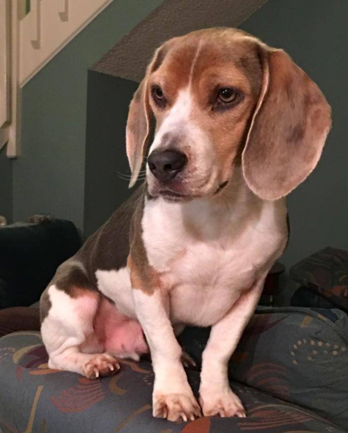 Leopold - Beagle For Adoption Tampa Florida 2