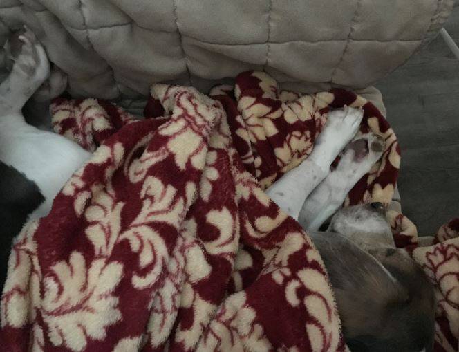 Leopold - Beagle For Adoption Tampa Florida 2