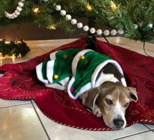 Leopold - beagle for adoption tampa florida 2
